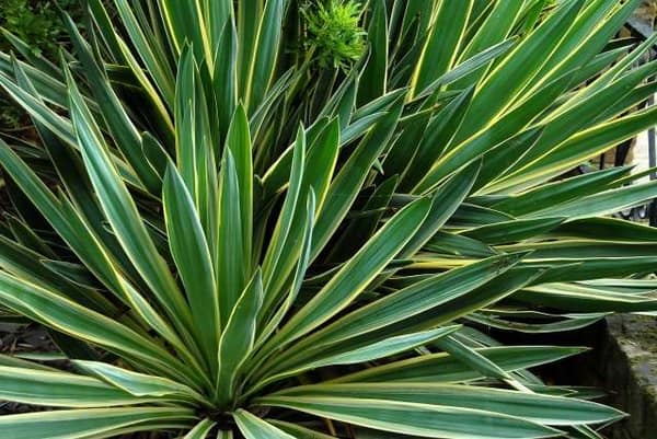 Architectural Plants that thrive during Drought