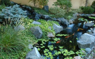 Natural Water Features for a Naturalistic Landscape