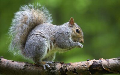 Seeing Squirrel Damage in your yard?
