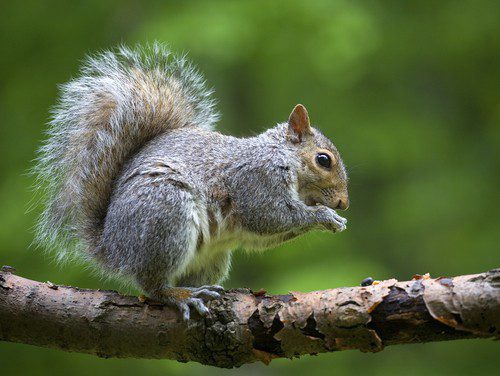 Seeing Squirrel Damage in your yard?