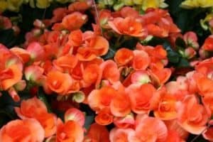 Begonias