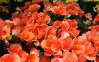 Annuals and Perennials that Love the Shade
