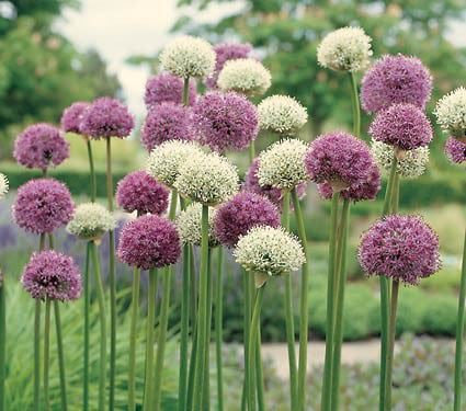 Allium