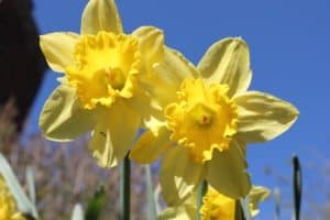 Daffodils