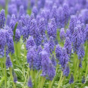 Grape hyacinth