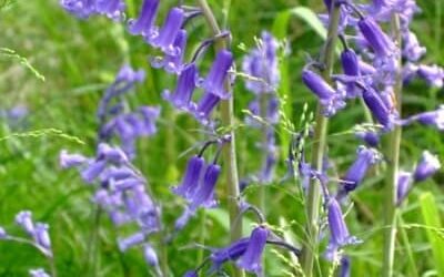 Protect your Blooms from Widlife