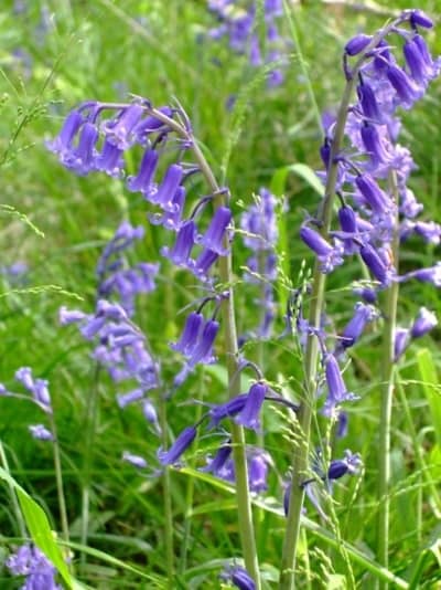 bluebells