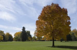 Tree in City Park in Denver