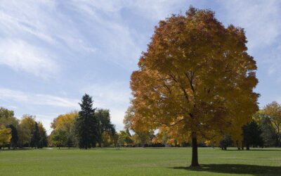 A Great Fall Season
