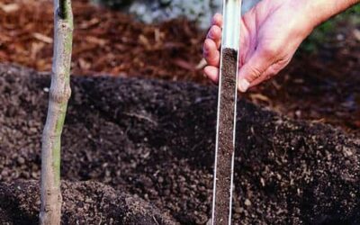 Don’t forget these Winter Lawn Care Tips