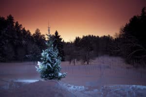 Christmas tree in calm winter evening