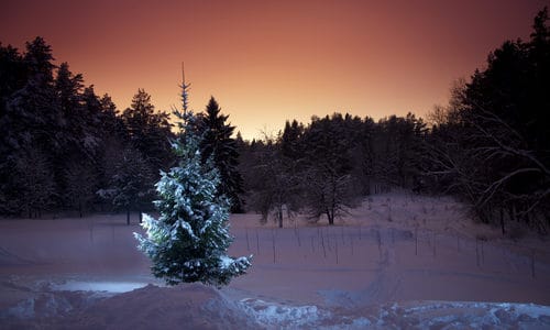 Tips on Choosing a Real Christmas Tree