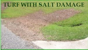 grass with salt damage