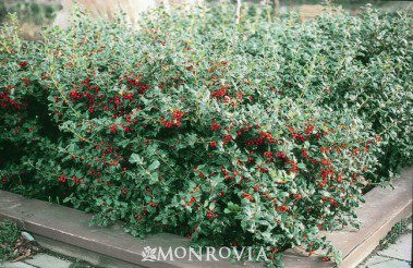 Winter Landscaping: Berry Magic Holly