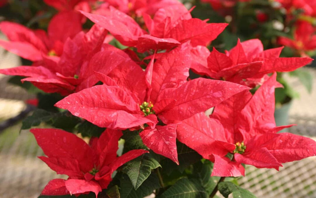 The Proper Way to Care for Poinsettias