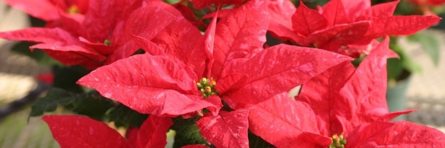 The Proper Way to Care for Poinsettias