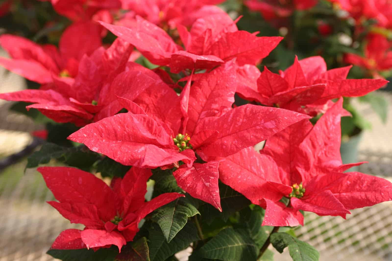 Poinsettia