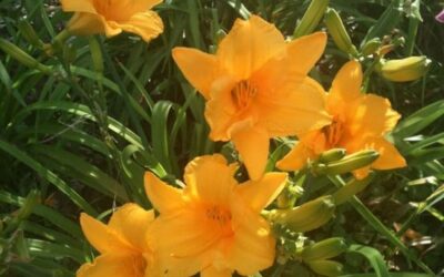 Protecting Your Landscape from Winter Pests