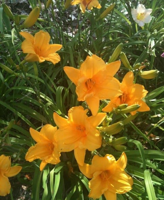 Protecting Your Landscape from Winter Pests