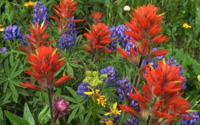 Consider Adding Firewise Plants in Your Landscape