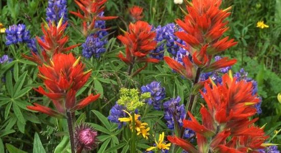 Consider Adding Firewise Plants in Your Landscape