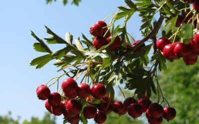 Featured Plant: Russian Hawthorne Tree