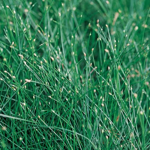 Low-Maintenance Ornamental Grasses | Lifescape Colorado