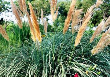 Low-Maintenance Ornamental Grasses Great for Colorado Landscapes