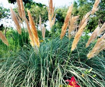 Low-Maintenance Ornamental Grasses Great for Colorado Landscapes