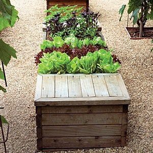 raised bed