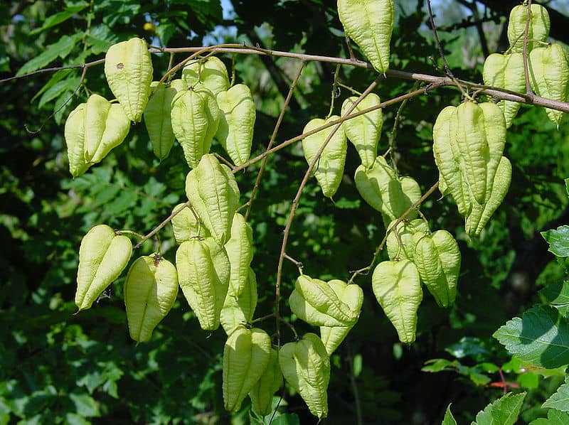 a goldenrain tree