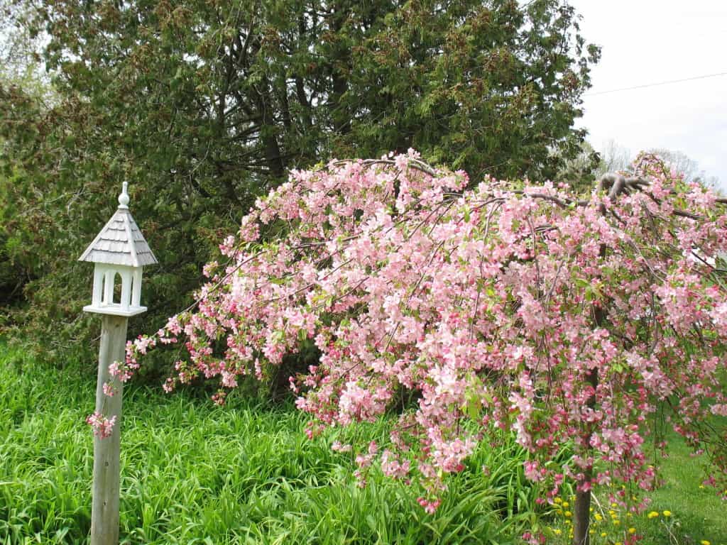 a louisa crabapple