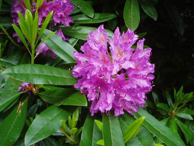 a rhododendron