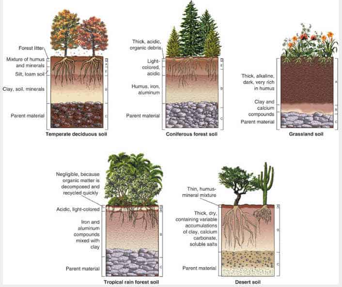 Forest Soil Profile