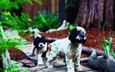 Landscape Design Tips for Pets & Plants