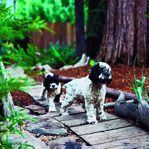 Landscape Design For Dogs