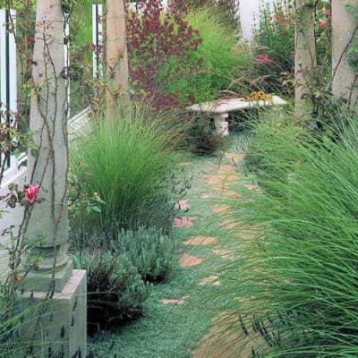 ornamental grass bordering a walkway