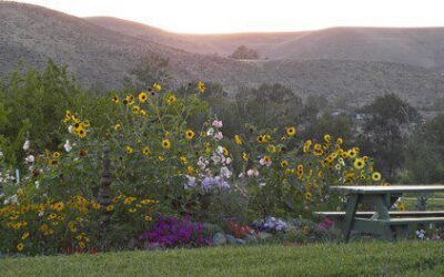 Fire-Safe Plants for Colorado Landscapes