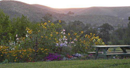 Fire-Safe Plants for Colorado Landscapes