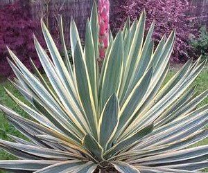 Why Yuccas are Our Best Friend