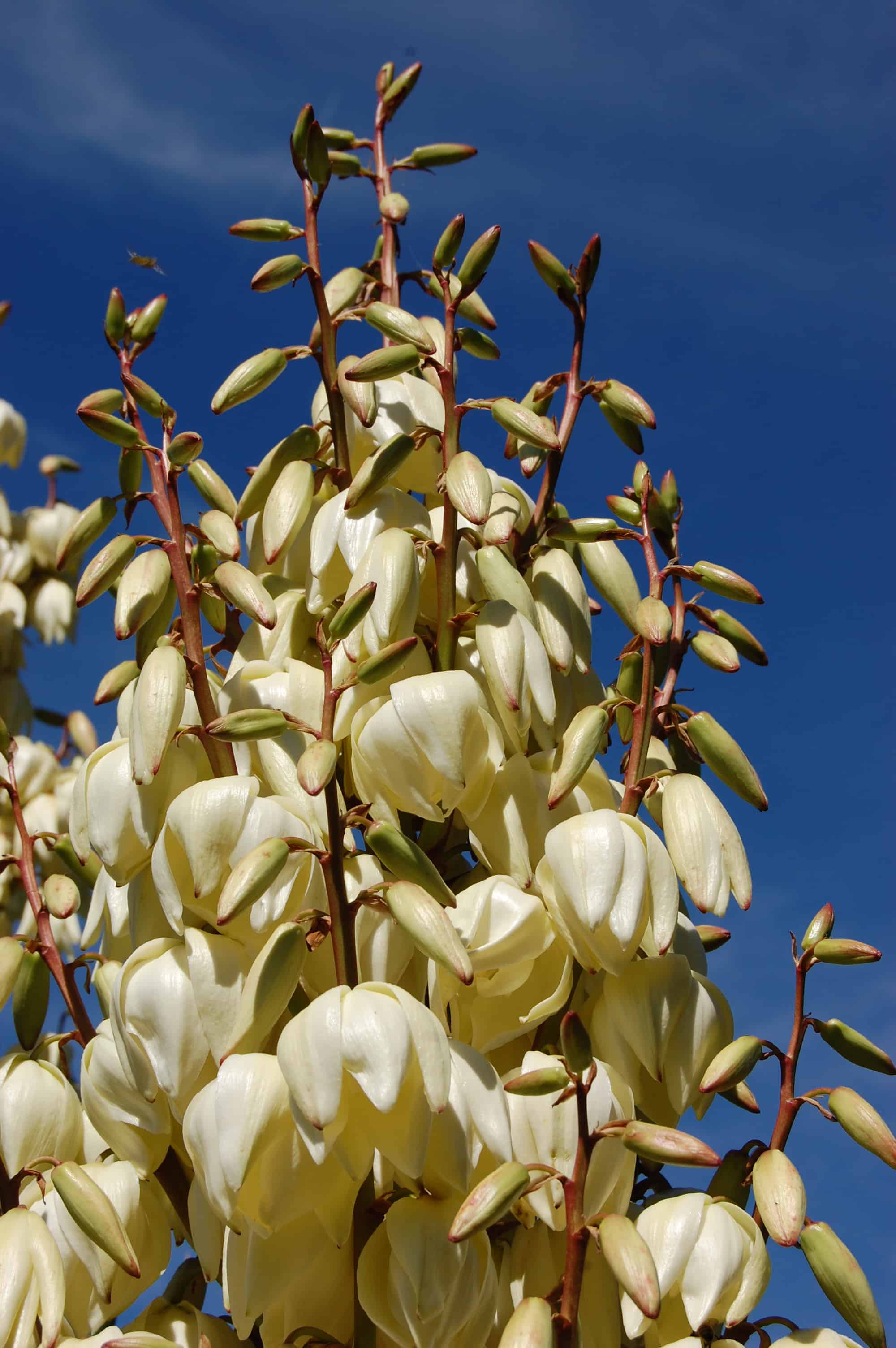 yucca flower