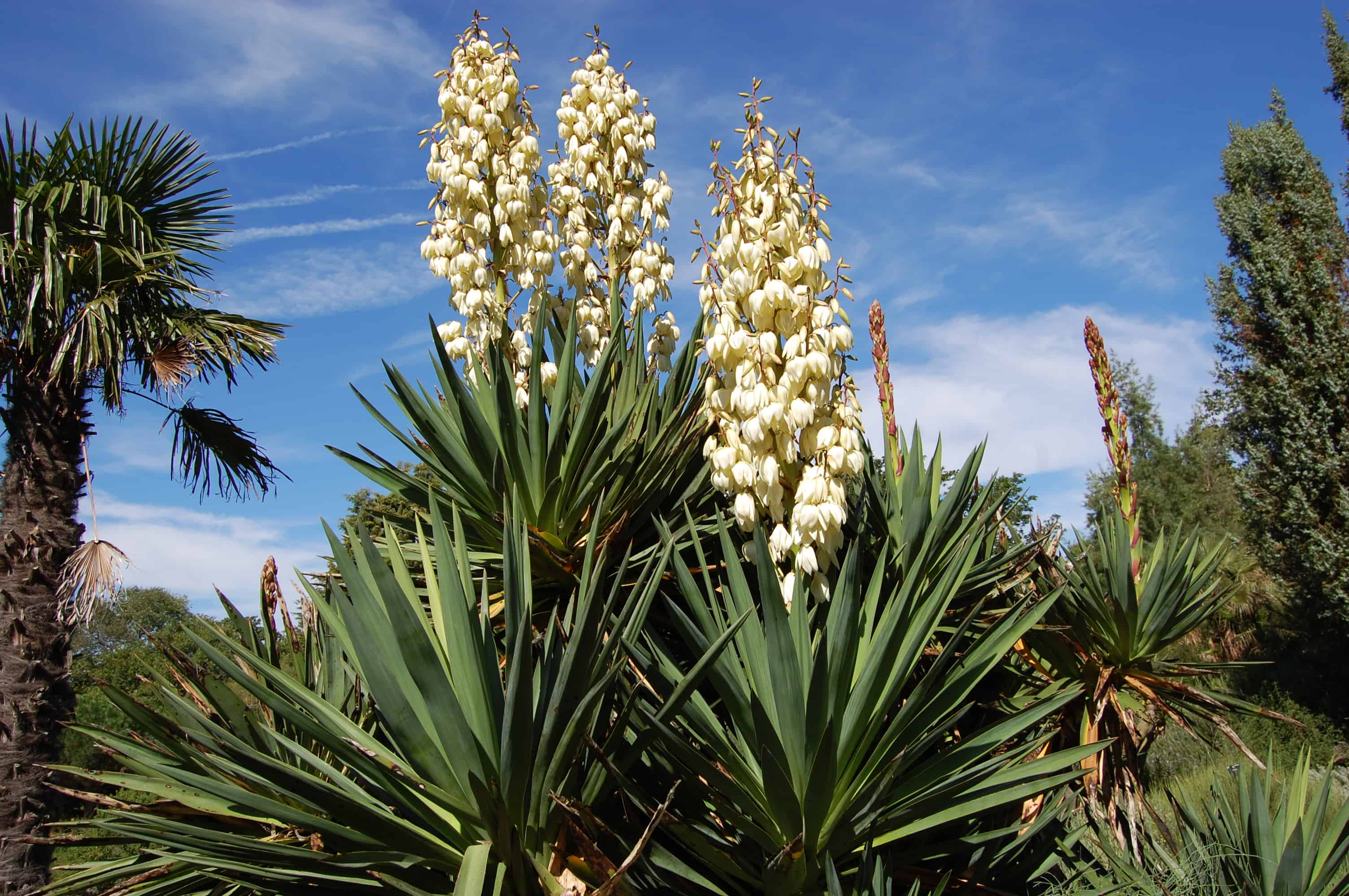 Yucca Plant Flower