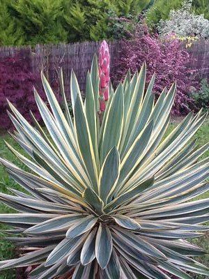 yucca drought tolerant