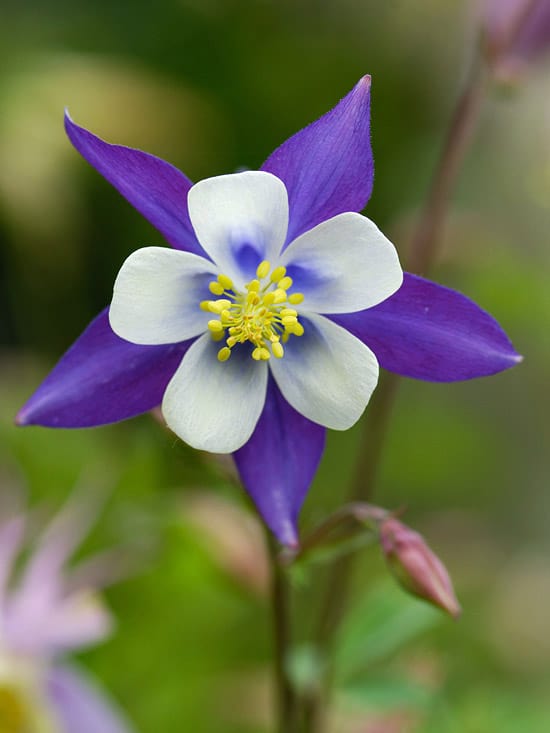 colorado innfødte planter