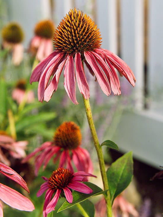 coneflower