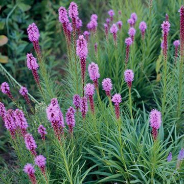 colorado indfødte blomster