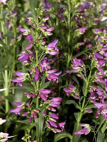 indfødte colorado blomster