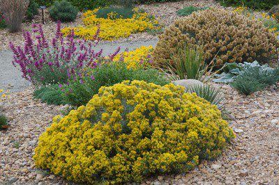 rabbitbrush