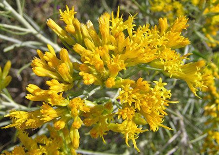 rabbitbrush