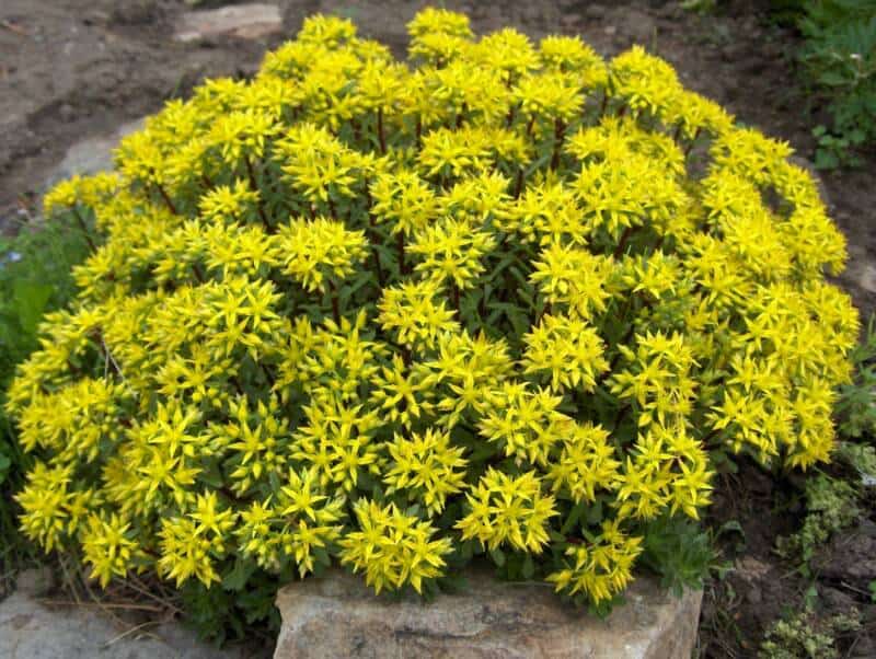 plantas nativas de colorado